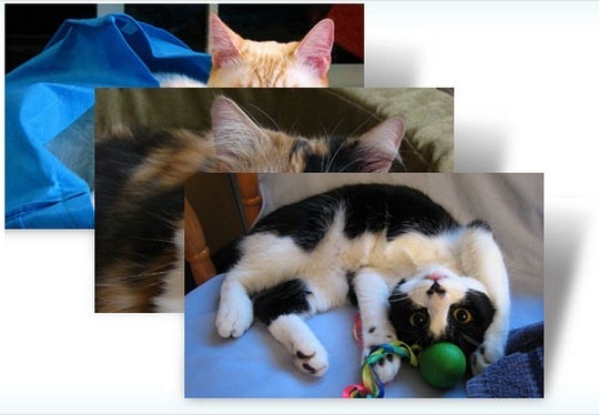 Download Free Cats Anytime Windows 7 Theme