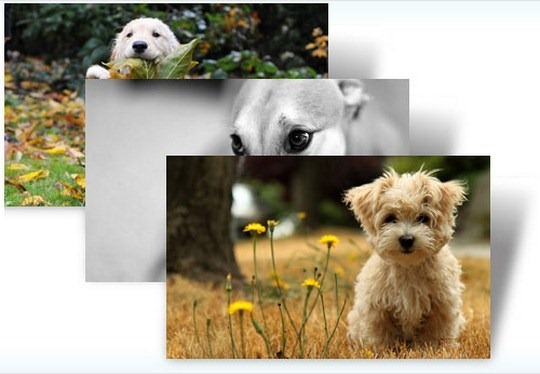 Dogs In Winter Windows 7 Theme With Suitable Sounds Windows Themes Free