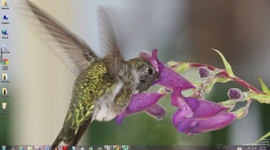Hummingbirds Windows Theme